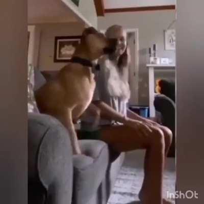 I need a dog like this!!