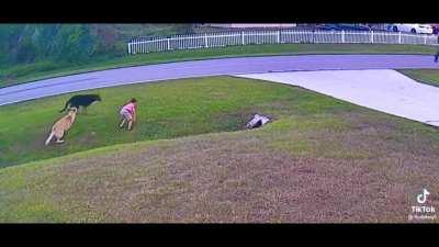 Dog saves a kid from being attacked.