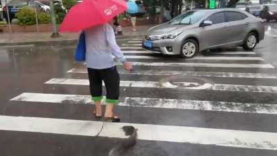just a normal pet walking in china