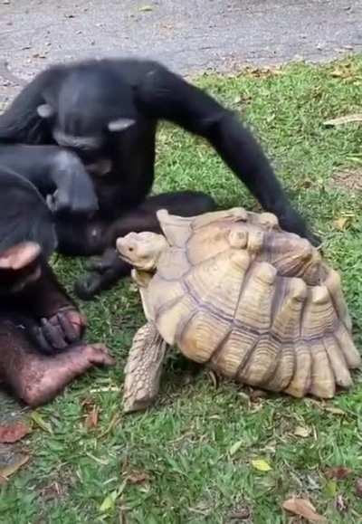 Monkey Feeds Turtle