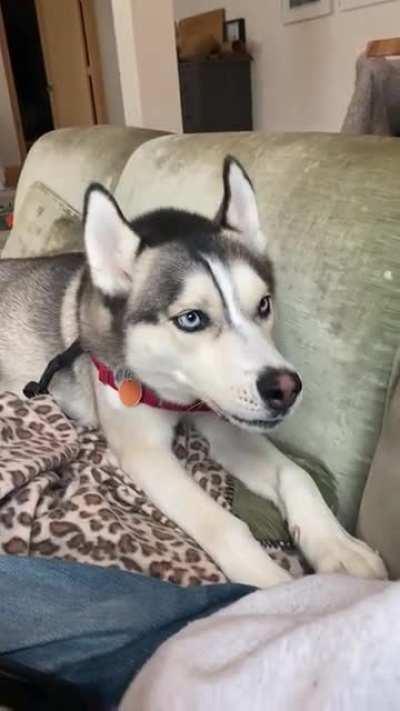 Who has experience w/ Halo GPS collars used in lieu of an invisible fence?