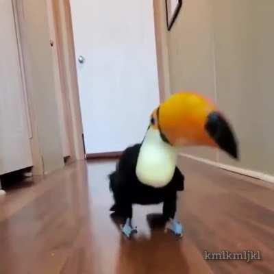 Merry toucan