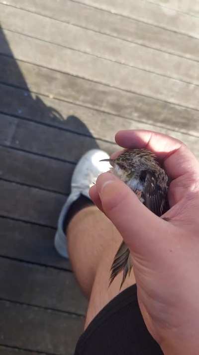 What kind of bird is this?