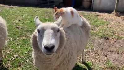 Two floofy friends [XPOST r/SoulSnacks]