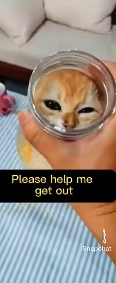 Trapping your cat in a bottle for views. Pathetic pieces of shit