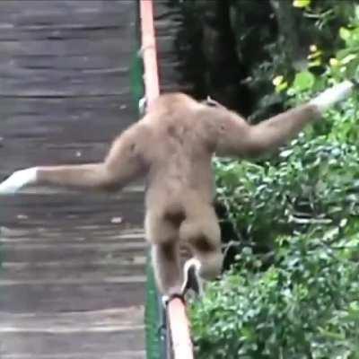 Bridge? No. Only for weak human