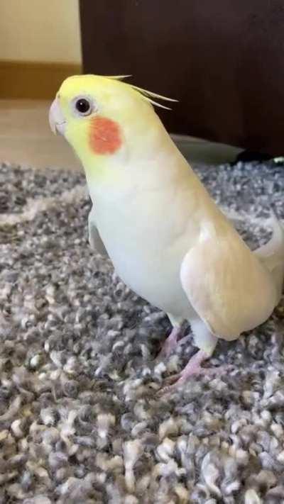 my alarm clock keeps going off telling me that it’s party time, but I can’t find the snooze button