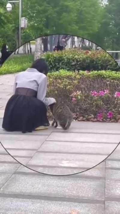 how to approach a cat in public