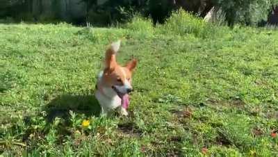 MissLadyNacho gets the tippytaps while waiting to have the ball thrown.
