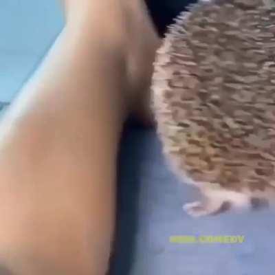hedgehog angy