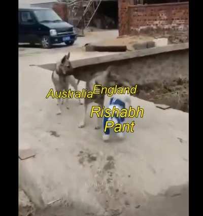 Newzealand's turn....