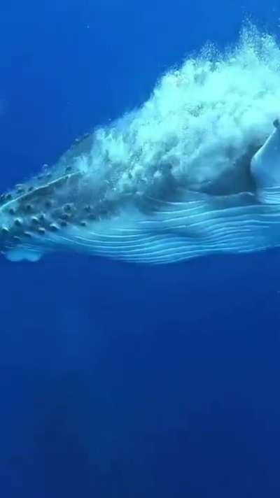 🔥Baby Humpback whale showing off