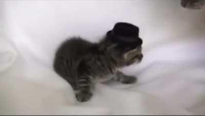 Dapper cat gets the slapper