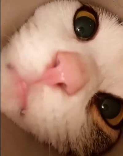 Look at these curious kitties.