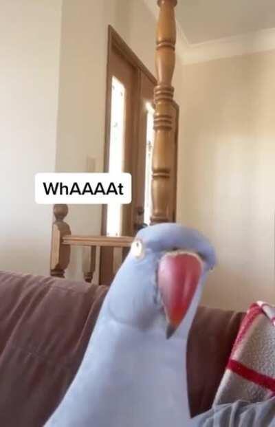 I like how he's saying 'good boy' while doing bad things