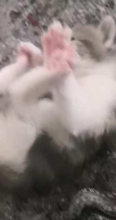 Here’s my favorite video of one of my cats called Marie