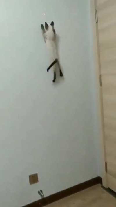 Our newly adopted spider-kitten