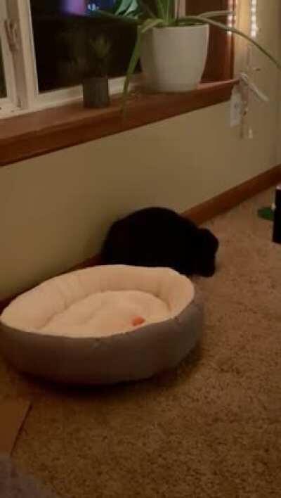 I bought my bunny a bed, but he seems a little confused what to do with it...