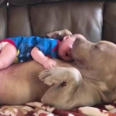 Dog CruShed TO deATh By vICOUS baBy