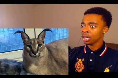 Which one of you furries did it