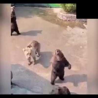 Fuck this bear in particular.