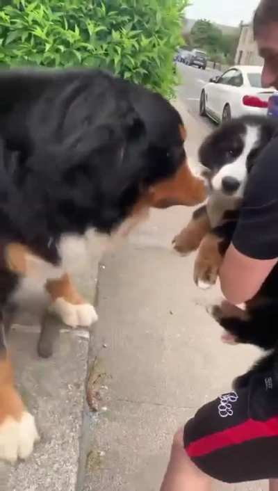 This is a gentle giant Bernese discovering his new mini-me on the street. Immediate confusion: 