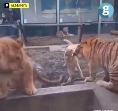 Dog stops tiger and lion from fighting