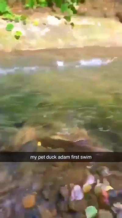 A pet duck's first swim 