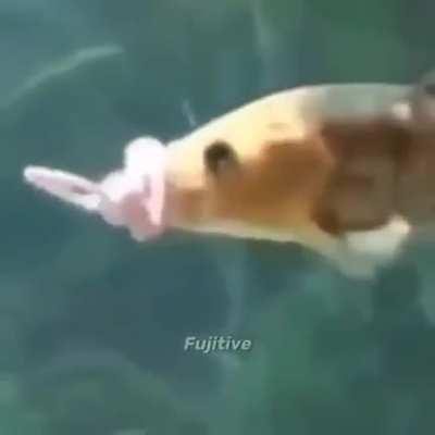 Baby fish