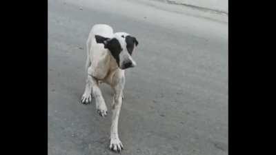 Please pity this poor, ol' dog limping for some morsel of food... Psych!