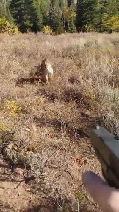 Mountain Lion stalks elk hunter in Idaho. Saved by Glock27.