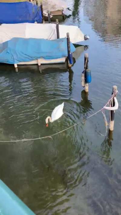 This swan trying to pick up a canal rope