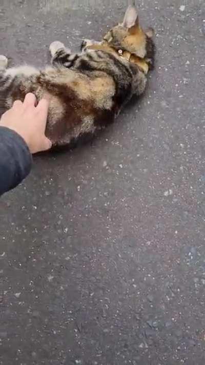 Met this (quiet) Chirper on my way home - plus bonus scritch footage