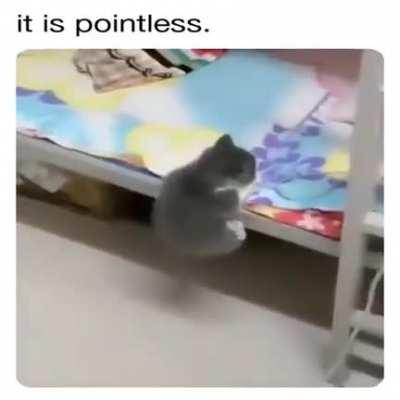 To climb up the shelf