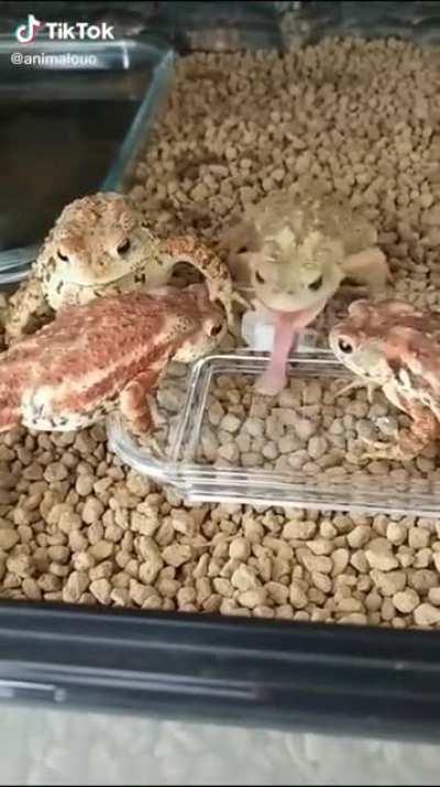 Сань, да ты охуел