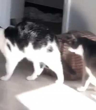 My cat miscalculating his C H O M P