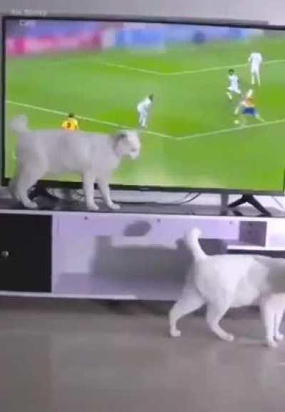 cAt mAuLs sEvErAl aThLeTeS. ThEy nEvEr sAw iT CoMiNg.
