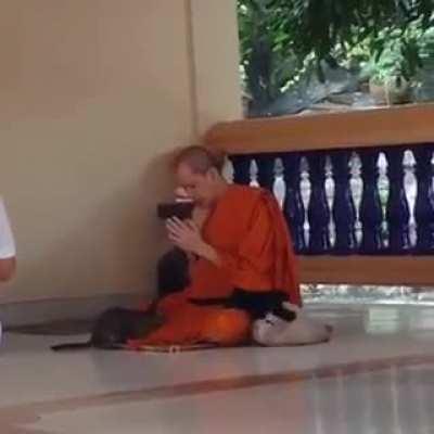 MoNk mAuLeD aLiVe WhiLe iN dEep MeDiTaTiOn bY pAck of FURIOUS cAts