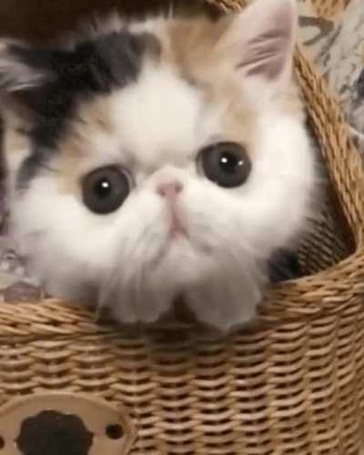 The kitten knows what you've done!