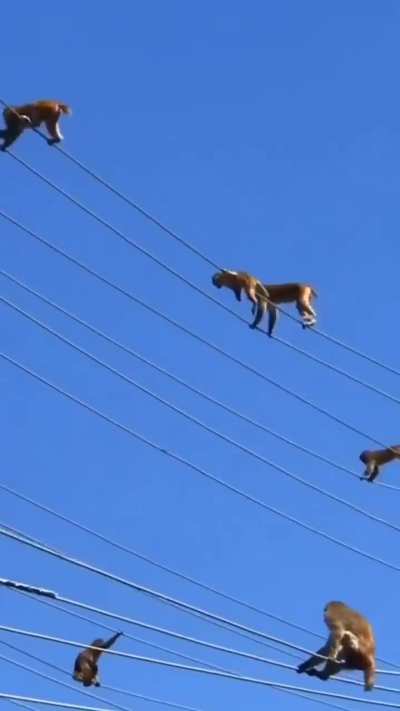 Ultimate monkey bars