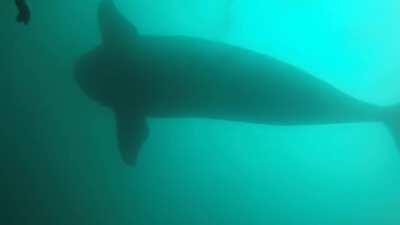 Exploring a wreck and suddenly...