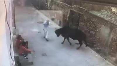 Old man looking for trouble with cow