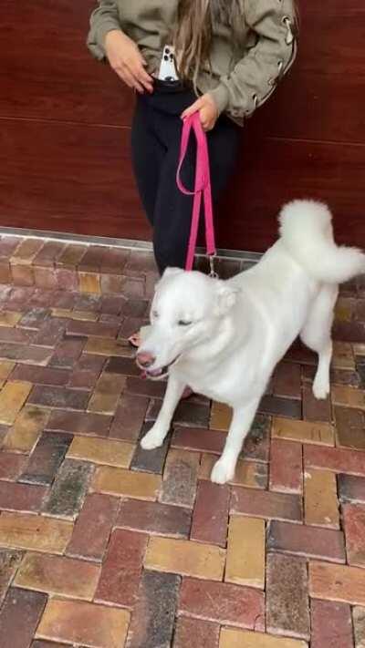 Snow having a tantrum to go on a walk