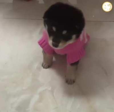 PuPpY FuCkiNg DiEs AfTeR PuT oN HeAvY CoMbAt ArMoR