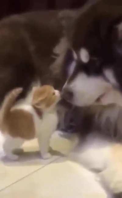 My man really thought the kitten was a snack for a sec 😂🥨