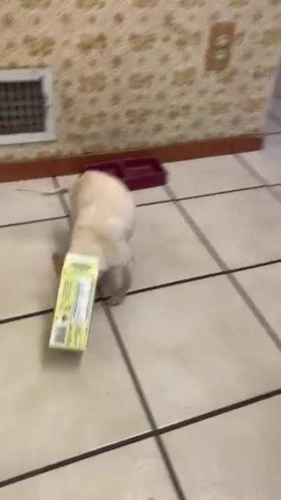 15 minutes into cooking dinner I look down and see this.