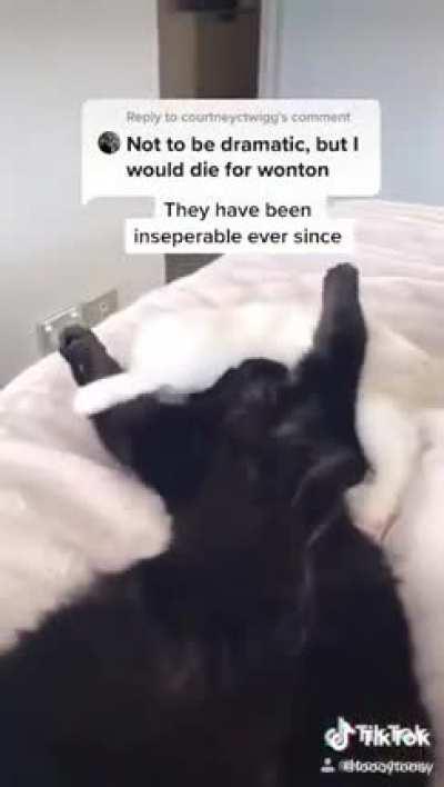 I wanna have what these cats have