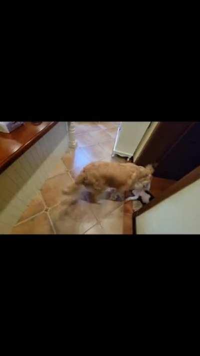 My golden got a border collie puppy