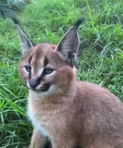 Found myself oddly satisfied.