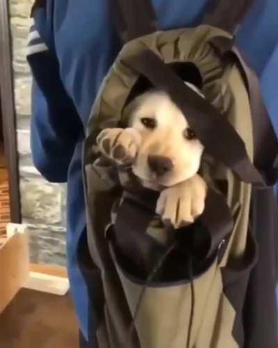 A stowaway checks the situation...